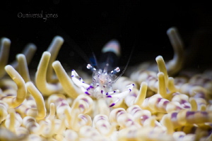 "At Home Alone"
Commensal anemone shrimp.
Night dive An... by Wayne Jones 